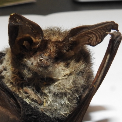 Nyctophilus sp. (genus) (A long-eared bat) at Coree, ACT - 23 May 2023 by HelenCross