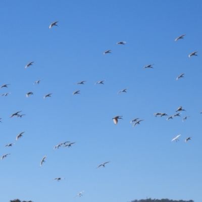 Threskiornis molucca (Australian White Ibis) at Jerrabomberra, NSW - 23 May 2023 by RodDeb