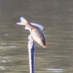 Cyprinus carpio (Common Carp) at Jerrabomberra, NSW - 23 May 2023 by RodDeb