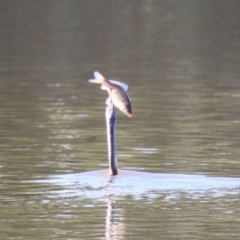 Anhinga novaehollandiae at Jerrabomberra, NSW - 23 May 2023 12:59 PM