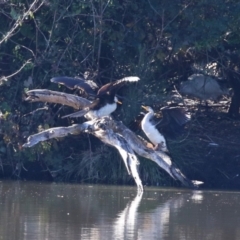 Anhinga novaehollandiae at Jerrabomberra, NSW - 23 May 2023 12:59 PM