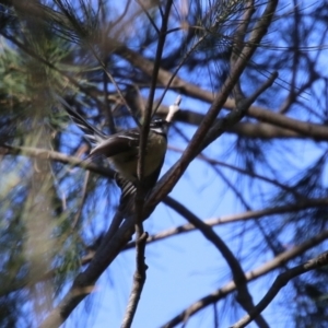 Rhipidura albiscapa at Jerrabomberra, NSW - 23 May 2023