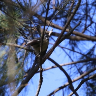 Rhipidura albiscapa (Grey Fantail) at Jerrabomberra, NSW - 23 May 2023 by RodDeb