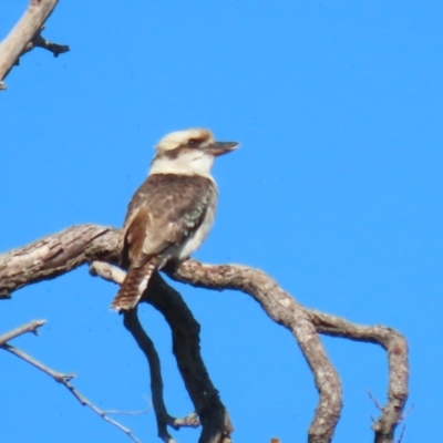Dacelo novaeguineae (Laughing Kookaburra) at Jerrabomberra Creek - 23 May 2023 by RodDeb