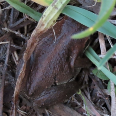 Litoria verreauxii verreauxii (Whistling Tree-frog) at Budjan Galindji (Franklin Grassland) Reserve - 23 May 2023 by AndyRoo