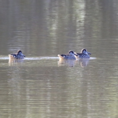 Malacorhynchus membranaceus (Pink-eared Duck) at Jerrabomberra, NSW - 23 May 2023 by RodDeb