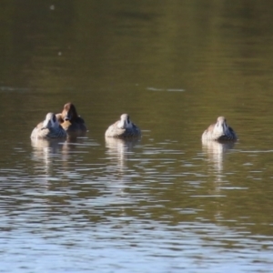 Malacorhynchus membranaceus at Jerrabomberra, NSW - 23 May 2023