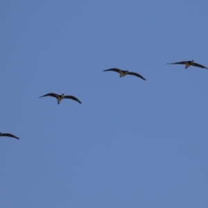 Threskiornis spinicollis at Jerrabomberra, NSW - 23 May 2023