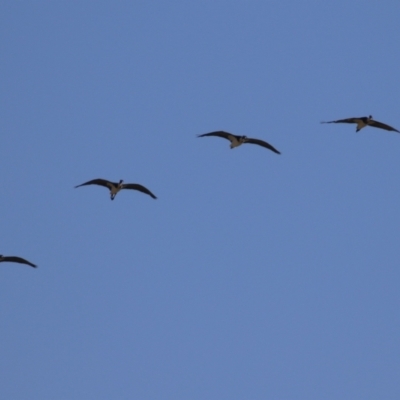 Threskiornis spinicollis (Straw-necked Ibis) at Jerrabomberra Creek - 23 May 2023 by RodDeb