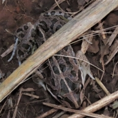 Limnodynastes tasmaniensis (Spotted Grass Frog) at Budjan Galindji (Franklin Grassland) Reserve - 23 May 2023 by AndyRoo