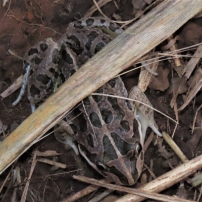 Limnodynastes tasmaniensis (Spotted Grass Frog) at Harrison, ACT - 23 May 2023 by AndyRoo