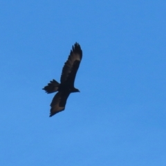 Aquila audax (Wedge-tailed Eagle) at Jerrabomberra, NSW - 23 May 2023 by RodDeb