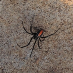 Latrodectus hasselti (Redback Spider) at Budjan Galindji (Franklin Grassland) Reserve - 23 May 2023 by AndyRoo