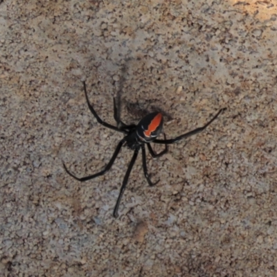 Latrodectus hasselti (Redback Spider) at Budjan Galindji (Franklin Grassland) Reserve - 23 May 2023 by AndyRoo