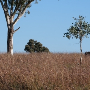 Bothriochloa macra at Hawker, ACT - 28 May 2020