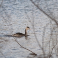 Podiceps cristatus (Great Crested Grebe) at Yarralumla, ACT - 20 May 2023 by richardm