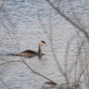 Podiceps cristatus at Yarralumla, ACT - 20 May 2023