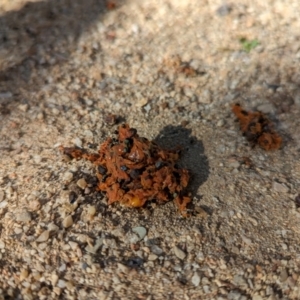 Strepera graculina at Wright, ACT - 23 May 2023