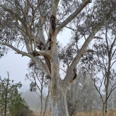 Eucalyptus rossii (Inland Scribbly Gum) at Fadden, ACT - 24 May 2023 by LPadg