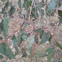 Eucalyptus blakelyi (Blakely's Red Gum) at Wanniassa Hill - 24 May 2023 by LPadg