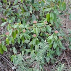 Viburnum tinus (Laurustinus) at Macarthur, ACT - 20 May 2023 by LPadg