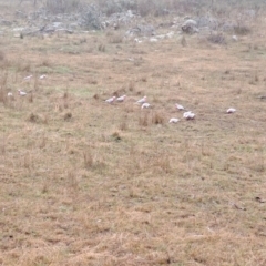 Eolophus roseicapilla (Galah) at Jerrabomberra, ACT - 24 May 2023 by LPadg