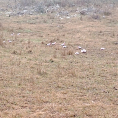 Eolophus roseicapilla (Galah) at Jerrabomberra, ACT - 24 May 2023 by LPadg