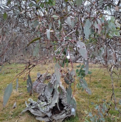 Eucalyptus polyanthemos (Red Box) at Jerrabomberra, ACT - 24 May 2023 by LPadg