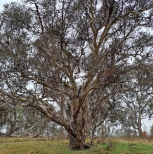 Eucalyptus polyanthemos at Jerrabomberra, ACT - 24 May 2023