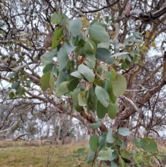 Eucalyptus polyanthemos at Jerrabomberra, ACT - 24 May 2023