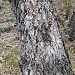 Eucalyptus bridgesiana (Apple Box) at Jerrabomberra, ACT - 24 May 2023 by LPadg