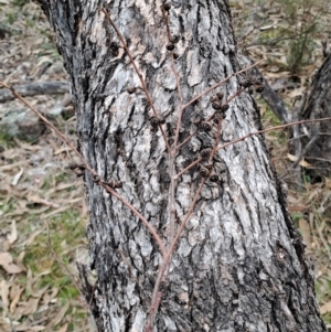 Eucalyptus bridgesiana at Jerrabomberra, ACT - 24 May 2023 09:37 AM