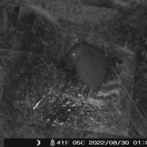 Rattus or Mastacomys sp. (genus) at Tennent, ACT - 30 Aug 2022 01:08 AM