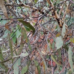 Eucalyptus nortonii (Large-flowered Bundy) at Jerrabomberra, ACT - 24 May 2023 by LPadg