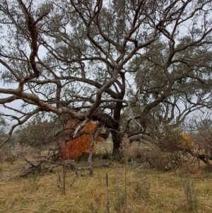 Eucalyptus nortonii at Jerrabomberra, ACT - 24 May 2023