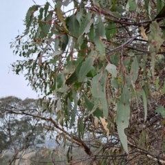 Eucalyptus nortonii at Jerrabomberra, ACT - 24 May 2023