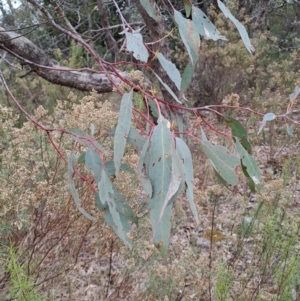 Eucalyptus nortonii at Jerrabomberra, ACT - 24 May 2023 10:25 AM