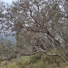 Eucalyptus nortonii at Jerrabomberra, ACT - 24 May 2023