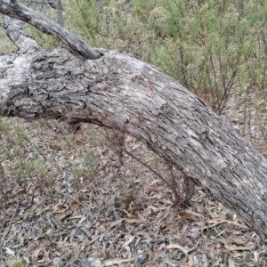 Eucalyptus nortonii at Jerrabomberra, ACT - 24 May 2023 10:25 AM