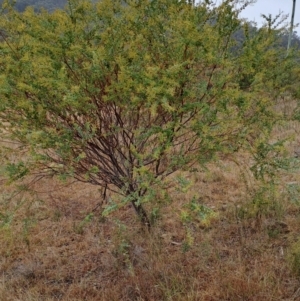 Acacia cultriformis at Jerrabomberra, ACT - 24 May 2023 10:27 AM