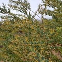 Acacia cultriformis at Jerrabomberra, ACT - 24 May 2023 10:27 AM