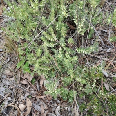 Melichrus urceolatus (Urn Heath) at Wanniassa Hill - 24 May 2023 by LPadg