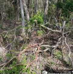 Cynanchum elegans (White-flowered Wax Plant) at Taree, NSW - 17 Apr 2023 by wisperm