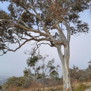 Eucalyptus blakelyi at Jerrabomberra, ACT - 24 May 2023 10:49 AM