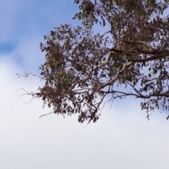 Eucalyptus blakelyi at Jerrabomberra, ACT - 24 May 2023 10:49 AM