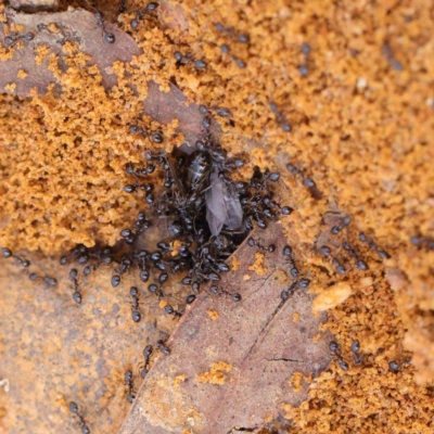 Monomorium sp. (genus) (A Monomorium ant) at O'Connor, ACT - 1 Apr 2023 by ConBoekel