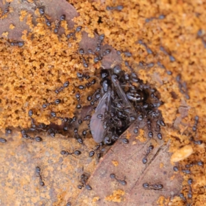 Monomorium sp. (genus) at O'Connor, ACT - 1 Apr 2023