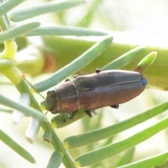 Melobasis sp. (genus) (Unidentified Melobasis jewel Beetle) at O'Connor, ACT - 1 Apr 2023 by ConBoekel