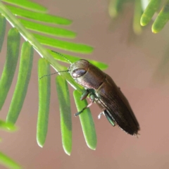 Melobasis sp. (genus) at O'Connor, ACT - 1 Apr 2023 10:52 AM