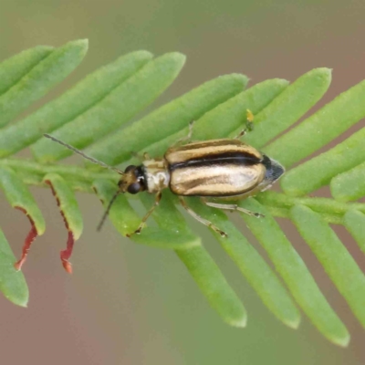 Monolepta froggatti (Leaf beetle) at O'Connor, ACT - 1 Apr 2023 by ConBoekel